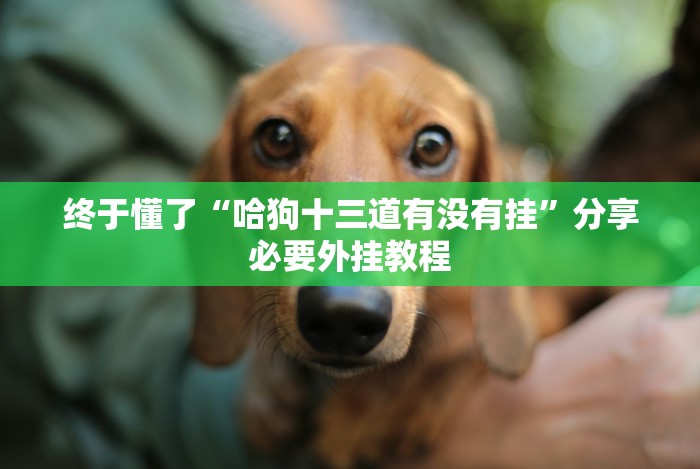 终于懂了“哈狗十三道有没有挂”分享必要外挂教程